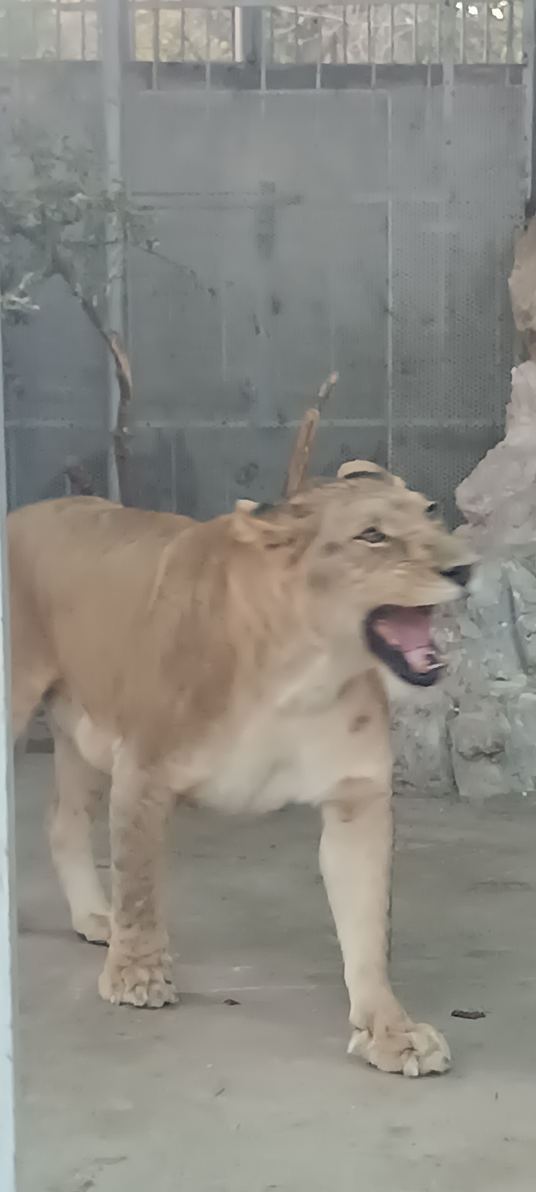 احمد بكداش