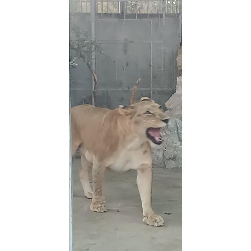 احمد بكداش