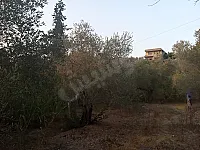 بيع أرض زراعية 750 م² في منطقة بكسا وجبرو العقارية - اللاذقية