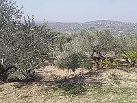 أرض زراعية للبيع في البهلولية - 1500 م² بسعر مغري