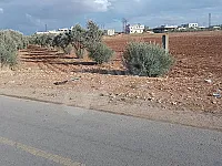 أرض زراعية للبيع في دير بعلبة الشمالي 4000 م² - طابو نظامي
