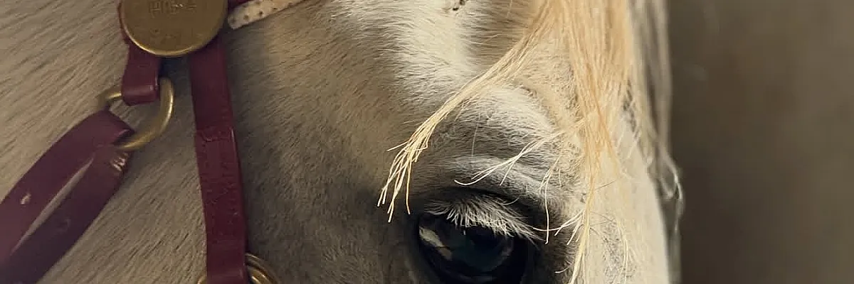 علي الشيخ Cover