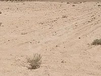 ارض ٧ دونم 