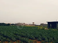 كرم زيتون للبيع في كويرس شرقي، حلب - 40000 م²