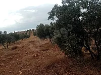 للبيع بيت طابقين وارض 18 دونم في قرية العثمانية