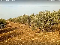 ارض بموقع مميز وضمن منطقة مأهولة فرصة للإستثمار الزراعيي