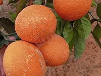 مشروع زراعي تجاري مع منزل في راس البسيط قرية بيت بدور🌅