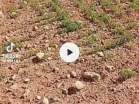أرض زراعية للبيع في دير حافر - 60000 م² بسعر مغري