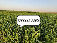 للبيع علف اخضر الاكثر تميزاً للاغنام والابقار في محافظة الحسكة 