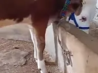 للبيع بقرة دنماركية في ريف حلب الغربي الأتارب 