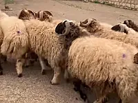 للبيع خاروف دقلي في سوق حلب النقارين 