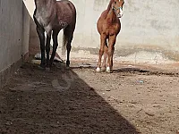 للبيع مهر ومهرة في سوريا الرقة 