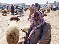للبيع غنم في سوريا الرقة المنصورة اسعار متوسطة 