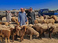 للبيع اغنام في سوريا الرقة سوق المنصورة 