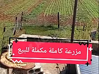مزرعة كاملة نصبات فستق حلبي وزيتون بين زردناوشلخ