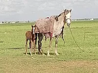 للبيع كديشه مع مهرتها للبيع في عين العرب كوباني 