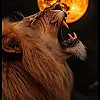 صورة المستخدم