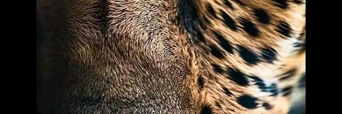 ابو كرم Cover