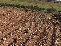 ارض ٢٠دنم طابو اخضر  قريبة من استراد حمص المشرفة السلميه الرقة 