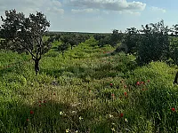 أرض زراعية للبيع في منطقة المخرم - قرية السنكري- 11 دونم
