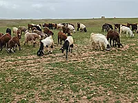 سخل جدعات 