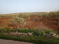 للبيع كرم زيتون 520شجرت زيتون المساحه 3هكتاروربع
