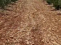 أرض زراعية للبيع في المخرم، حمص - 13000 م²، طابو نظامي بسعر 3500$ فقط