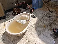 بط ذكر بالغ للبيع في ركن الدين - دمشق