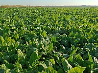 🏞️**  **مشروع مجمع مزارع الفرات**  مزارع للبيع سعر الدونم 5000 $