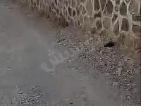 للبيع مزرعة مساحة ١٣٠٠ متر على طريقين سور حجر 