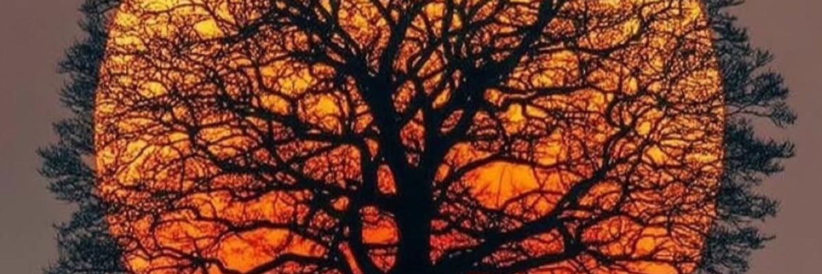 -sam Cover