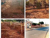 مزرعة حمص المڜرفة