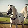صورة المستخدم