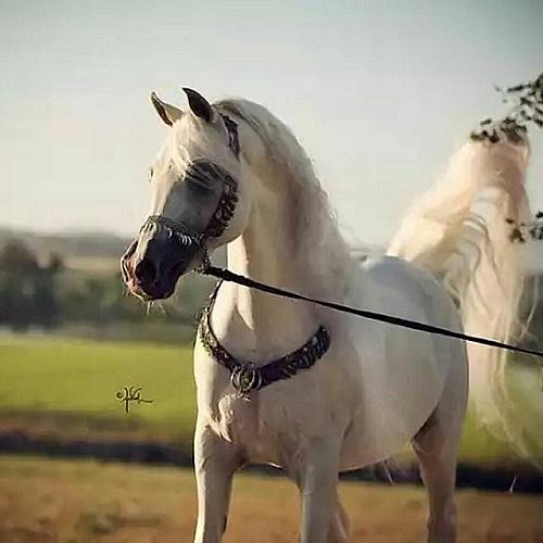 أبو صبيح