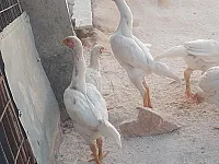 للبيع 5 قطع اوشامو هزاز كوبرا مستوردات مستوى اول