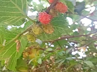 البيت ثلاث غرف ومضافه وصالون وبرندا سماويه عدد الحمات 