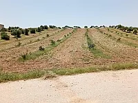 10 دونم بالجوزية | طابو 2400 سهم | كهرباء وماء عالواجهة 