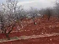 ارض مزروعة لوز طابو اخضر للبيع