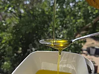 للبيع زيت زيتون اصلي ومكفول من سنة 2024/2025  