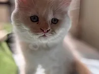 قط هيمالايا بلو للبيع