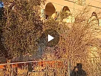 جمعيه في مدينه تدمر على طريق المزمار برسم البيع