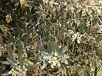 للبيع أرض بمساحه 14000 م مربع مزروعه بشجر زيتون عدد الشجر 400 شجره