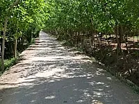 مزرعة كاملة للبيع مع مسيح بسعر مغري طابو