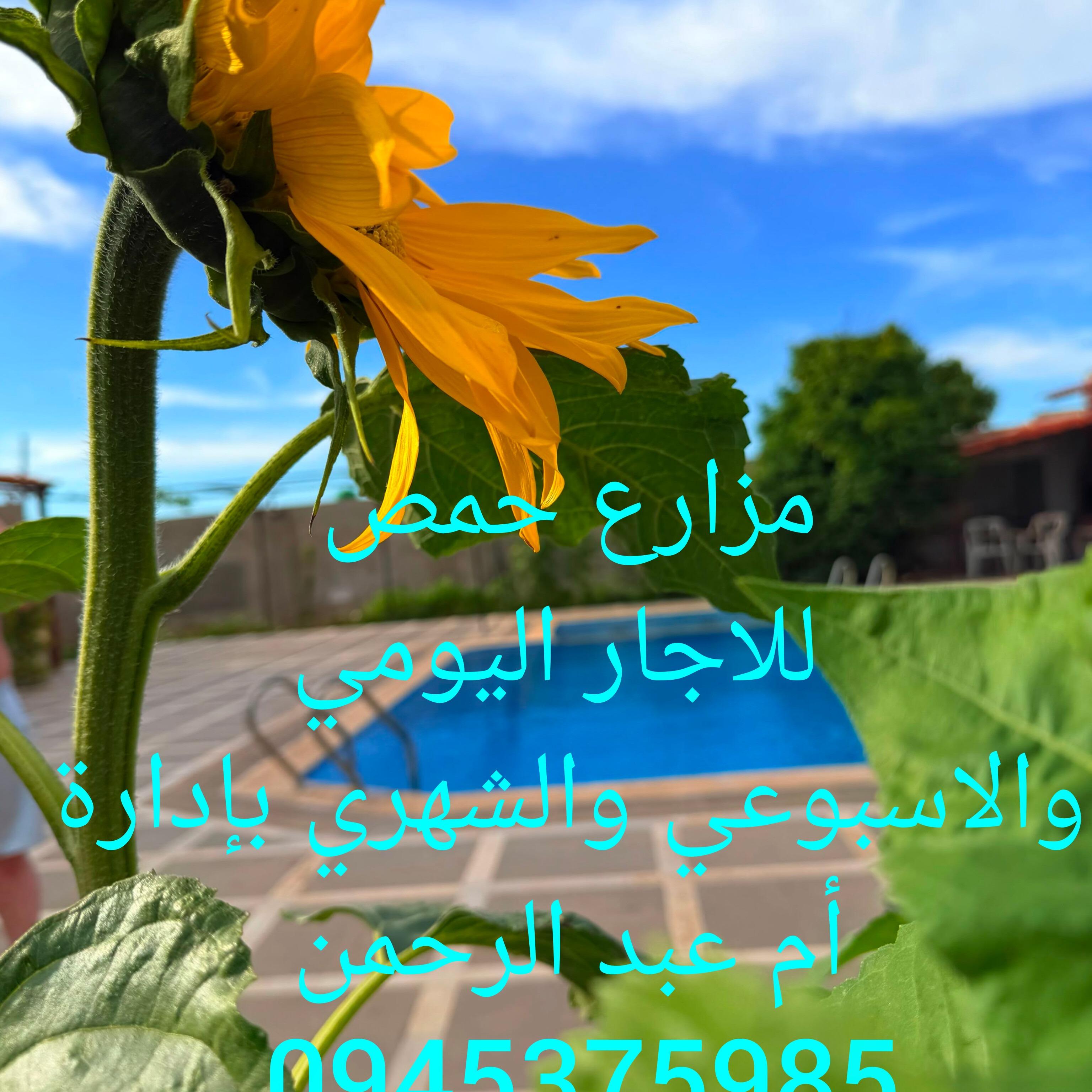 أم عبد الرحمن