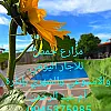 صورة المستخدم