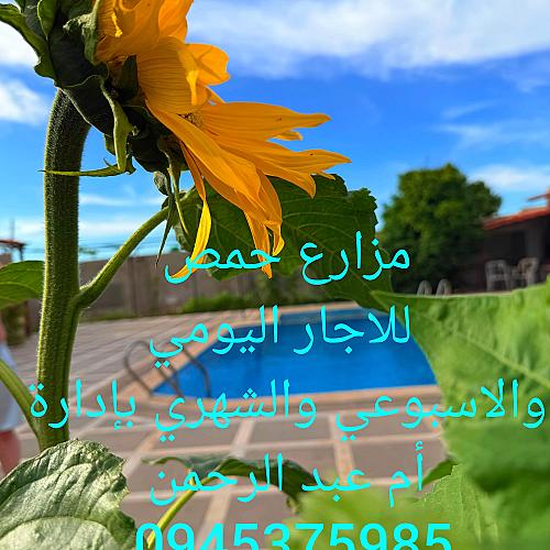 أم عبد الرحمن