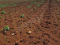 ارض زراعية تجارية للبيع على الاوتوستراد الدولي حلب دمشق