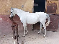 للبيع فرس عربية عمر ٤ سنوات