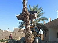 نخيل مثمر وزينة الموقع دير الزور ويتوفر توصيل لكافة المناطق السورية 