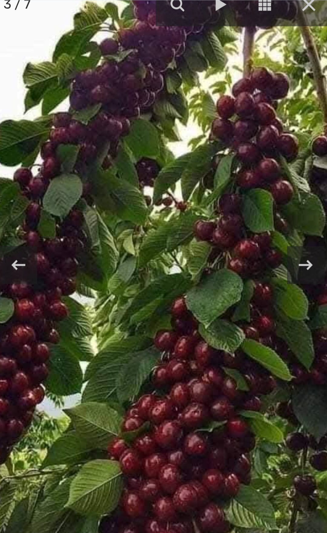 للبيع الزبداني مزرعة فواكه خوخ تفاح كرز كمثري مساحة 4500 منر